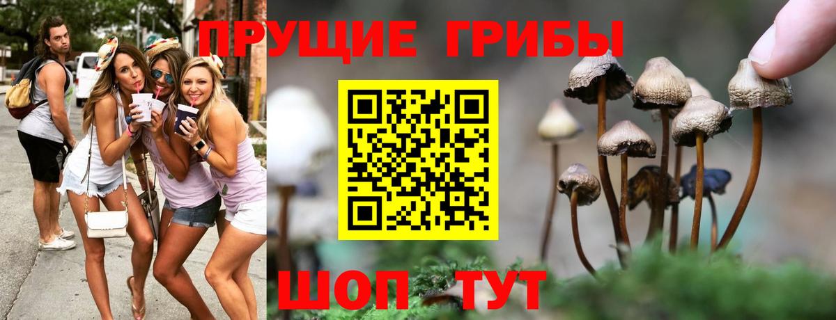 Мурино  Псилоцибиновые грибы MAGIC MUSHROOMS  Вход с VPN  Псилоцибиновые грибы Psilocybe 